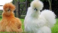 HABEŞ SILKIES