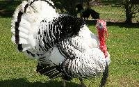 Royal Palm Turkey Poults