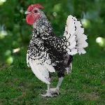 Sebright