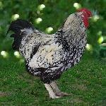 Silver Wyandotte