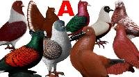 World Pigeon Breeds Genus Names