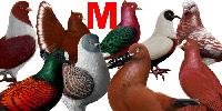 World Pigeon Breeds Genus Names