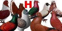 World Pigeon Breeds Genus Names