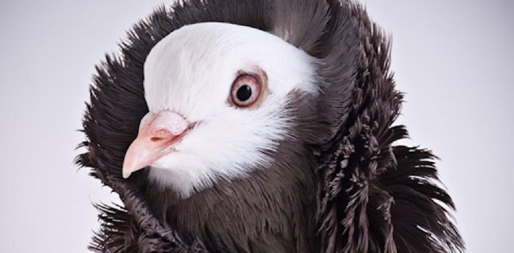 Turkey Pigeon Live WebCam