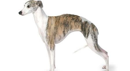 Whippet Dog