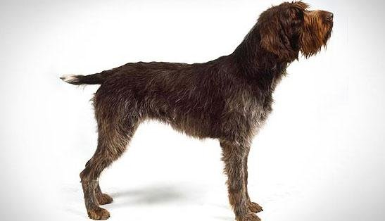 Wirehaired Pointing Griffon