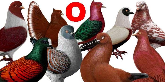 World Pigeon Breeds Genus Names